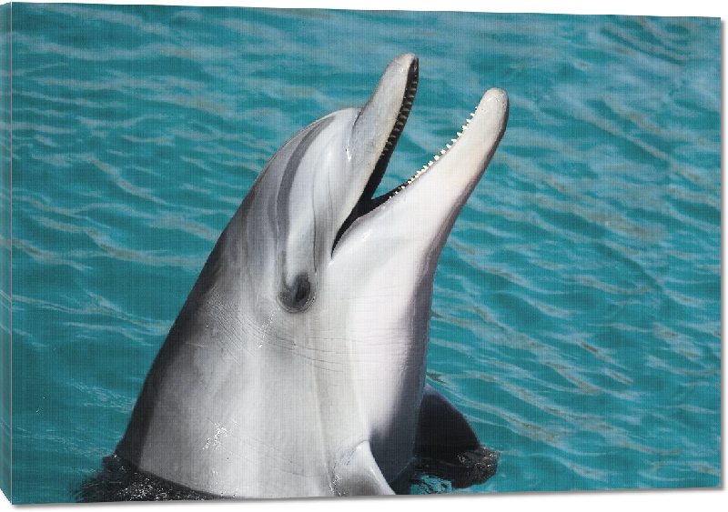 Toiles imprimées photo dauphin dans l'ocean