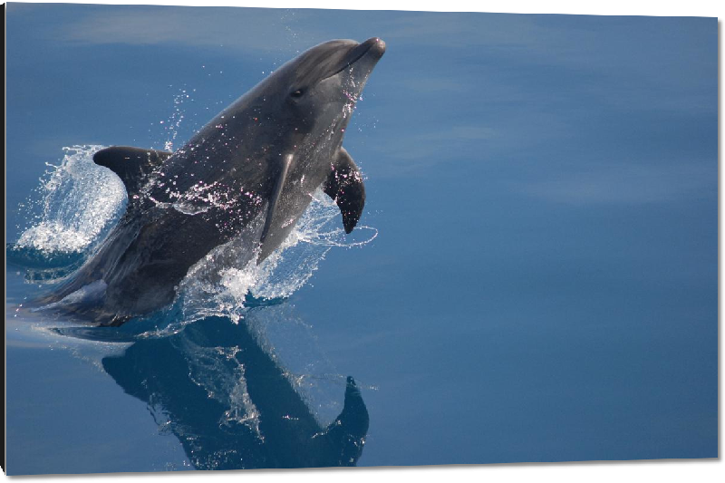 Impression sur aluminium photo dauphin dans l'ocean