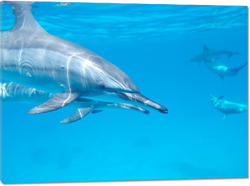 Impression sur Plexiglass photo dauphins dans l'ocean