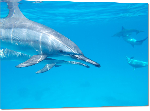 Impression sur Plexiglass photo dauphins dans l'ocean