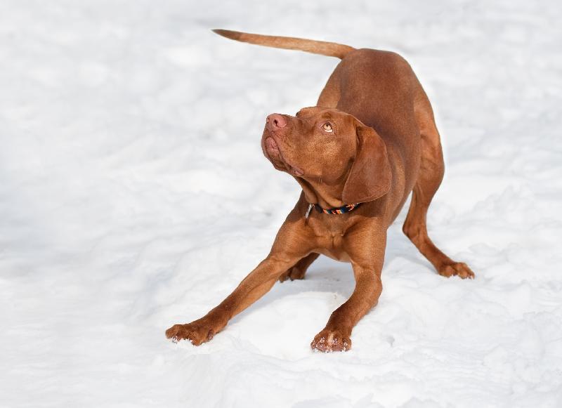 photo jeune dogue dans la neige