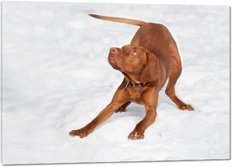 Impression sur Plexiglass photo jeune dogue dans la neige