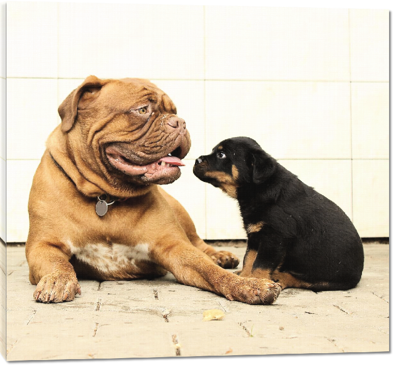 Toiles imprimées photo dogue avec un autre chien 