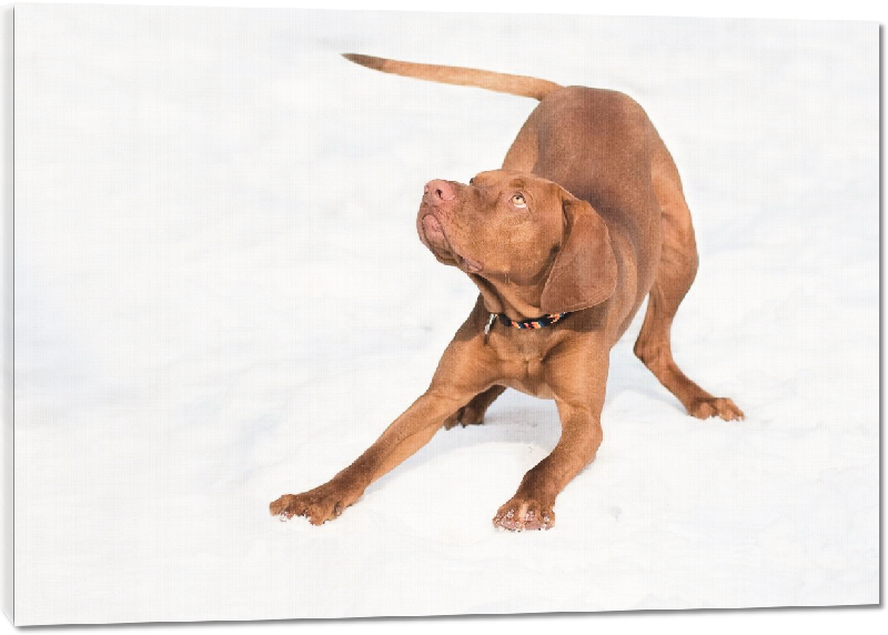 Toiles imprimées photo jeune dogue dans la neige