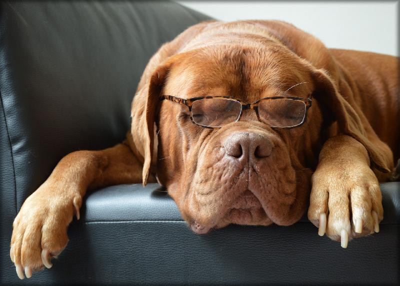 photo dogues sur le canapé avec des lunettes