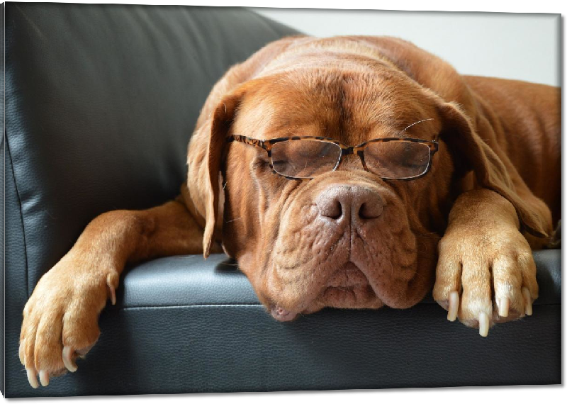 Impression sur Plexiglass photo dogues sur le canapé avec des lunettes