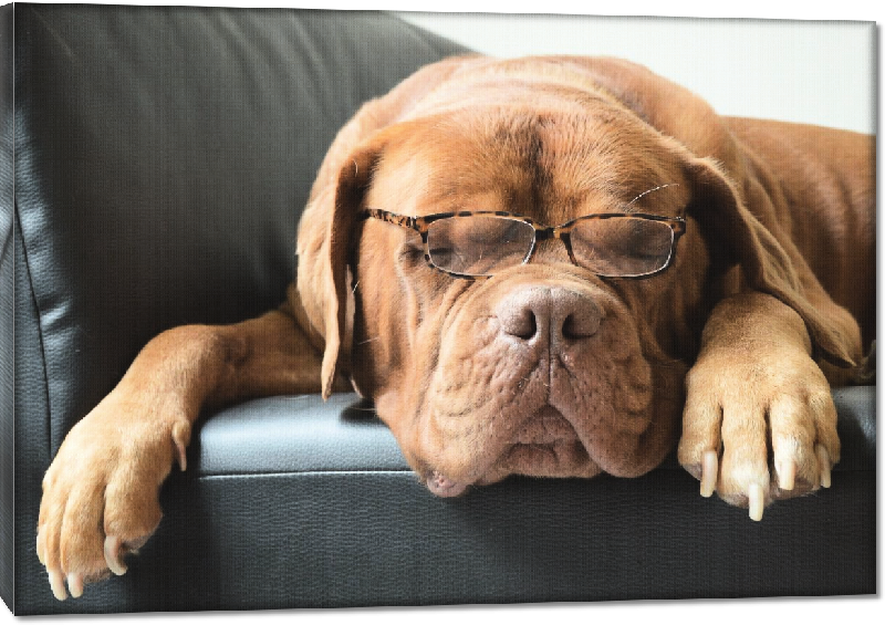 Toiles imprimées photo dogues sur le canapé avec des lunettes