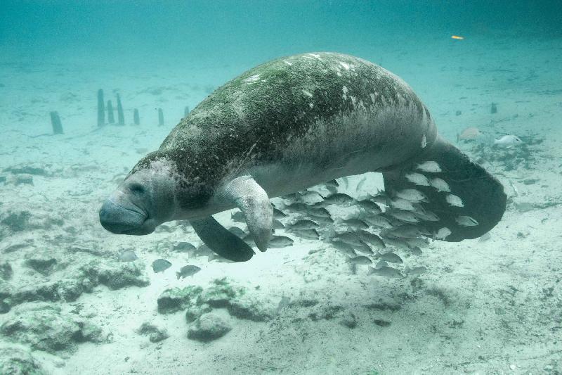 photo dugong dans l'océan