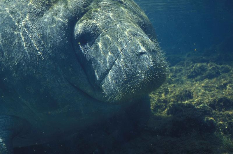 photo dugong dans l'océan
