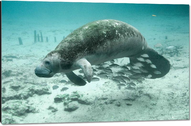 Impression sur aluminium photo dugong dans l'océan