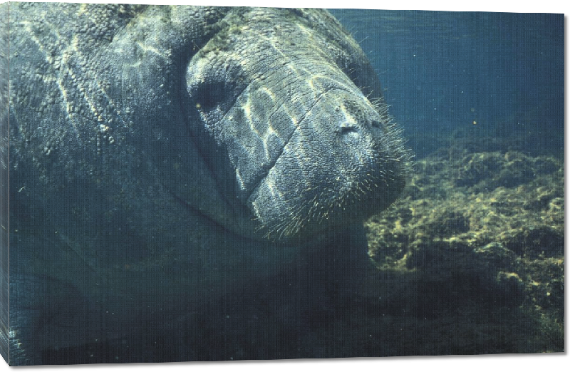 Toiles imprimées photo dugong dans l'océan