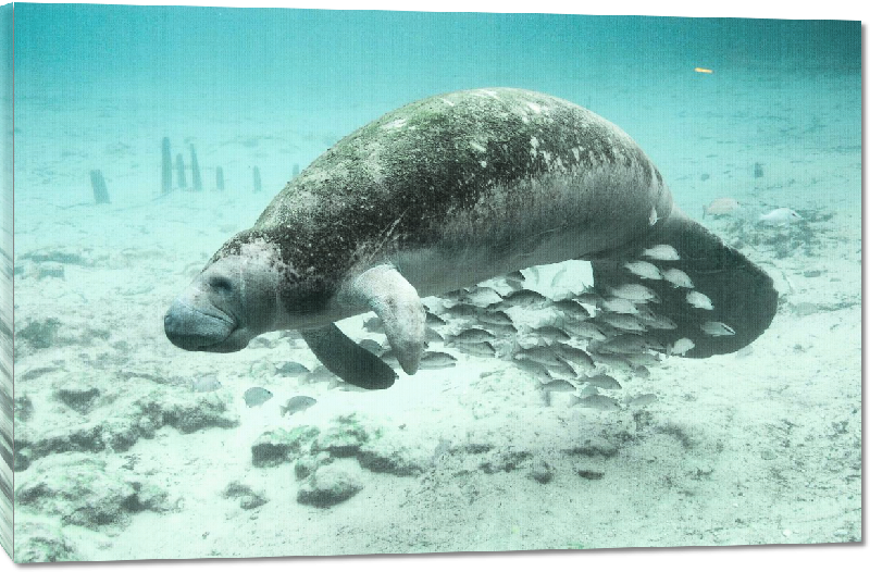 Toiles imprimées photo dugong dans l'océan
