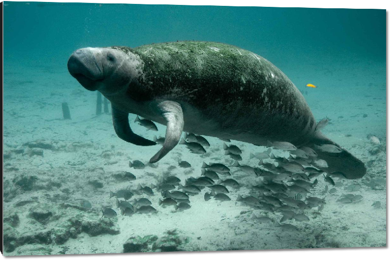 Impression sur aluminium photo dugong dans l'océan