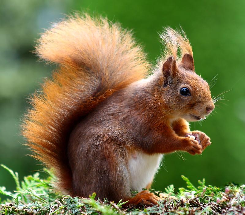 photo écureuil roux
