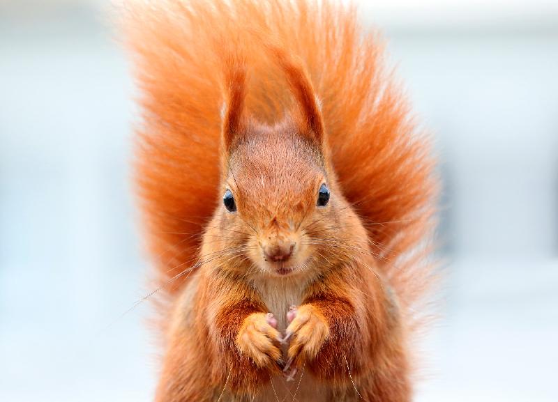 photo écureuil roux