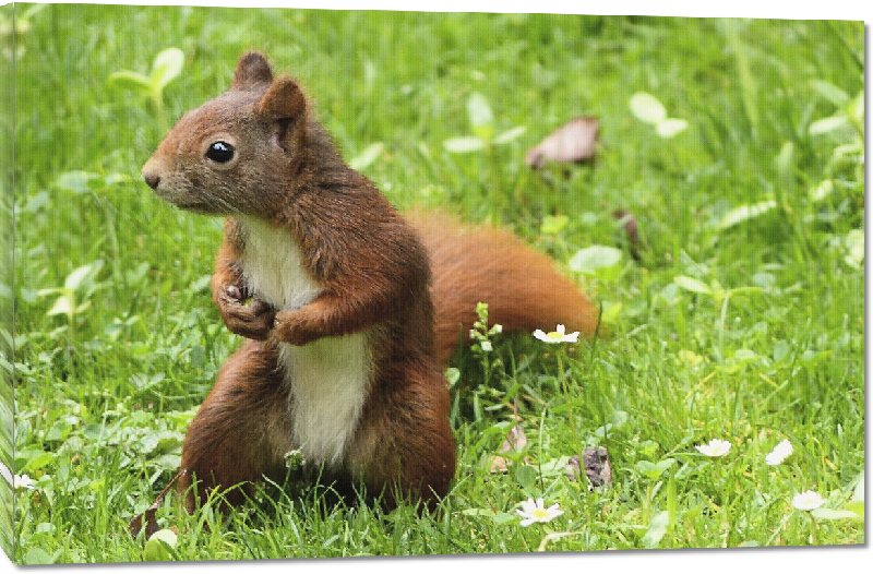 Toiles imprimées photo écureuil roux