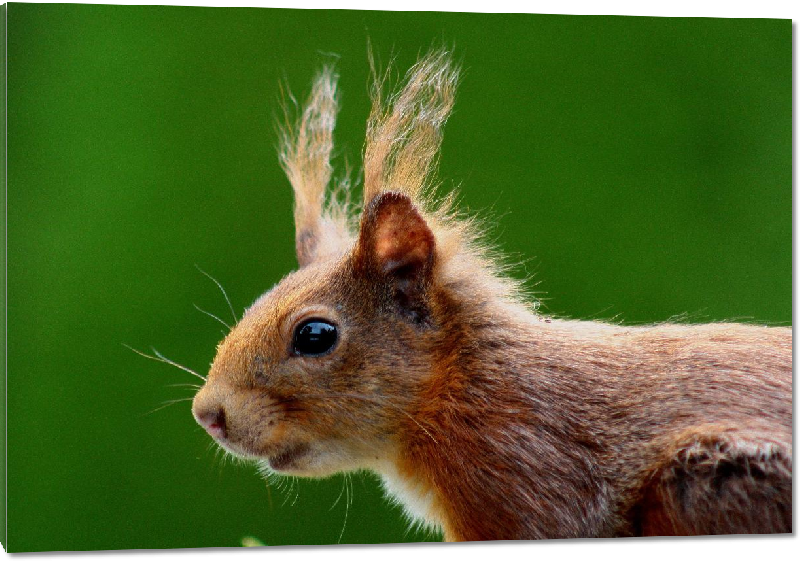 Impression sur Plexiglass photo écureuil roux
