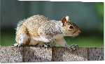 Impression sur Plexiglass photo écureuil sur un blanche 