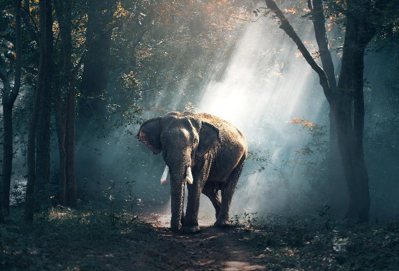 photo éléphants dans la forêt