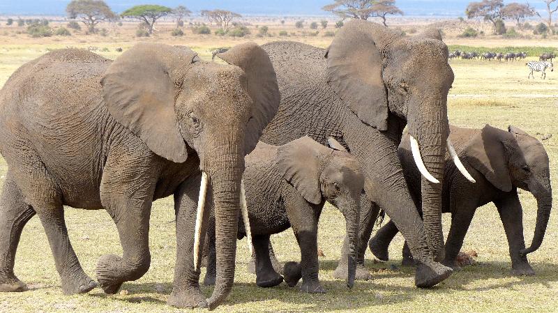photo troupeau éléphants