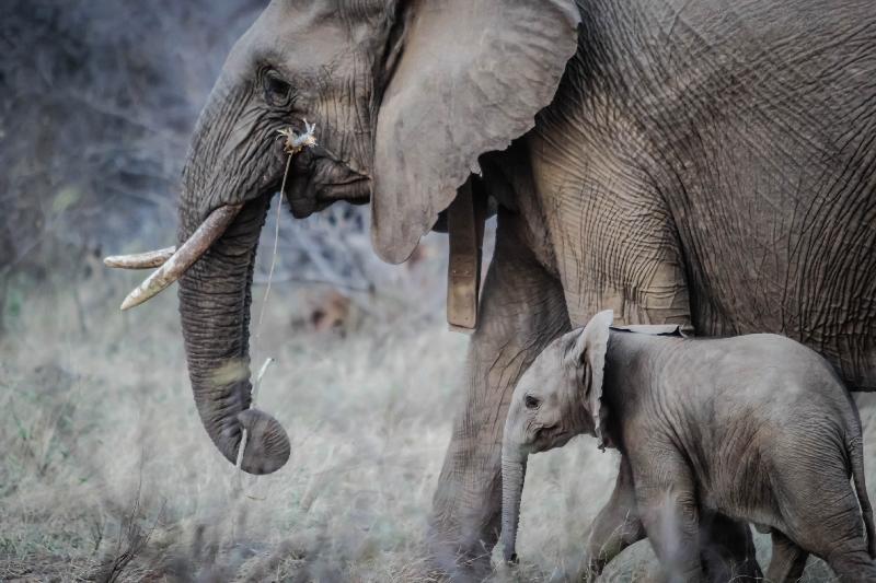 photo éléphant et son petit