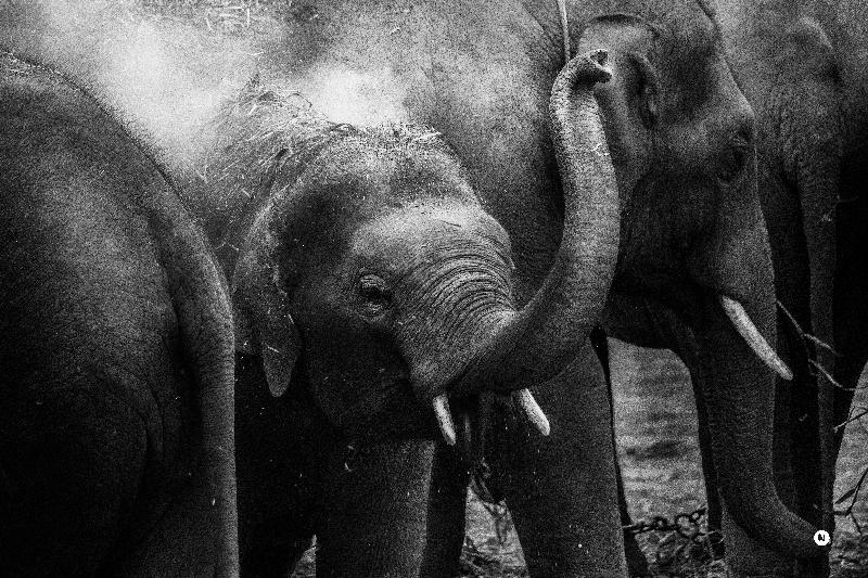 photo noir et blanc troupeau éléphants 