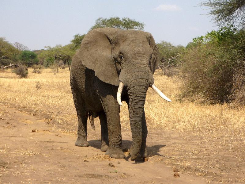 photo éléphant dans la savane