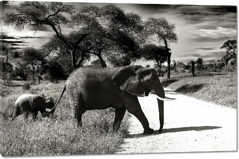 Impression sur Plexiglass photo éléphant et son petit 