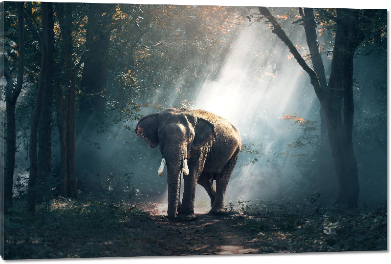 Impression sur Plexiglass photo éléphants dans la forêt