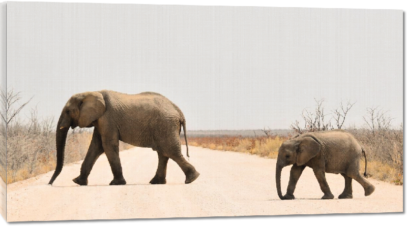 Toiles imprimées photo éléphant et son petit
