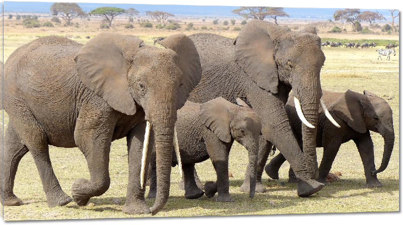 Impression sur Plexiglass photo troupeau éléphants