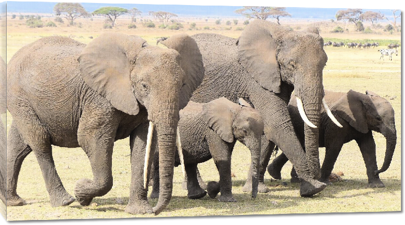 Toiles imprimées photo troupeau éléphants
