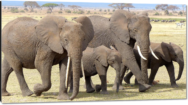 Impression sur aluminium photo troupeau éléphants