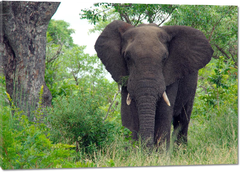 Impression sur Plexiglass photo éléphants dans la forêt