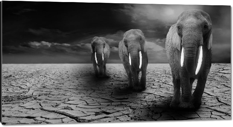 Impression sur aluminium photo noir et blanc troupeau éléphants dans le dersert