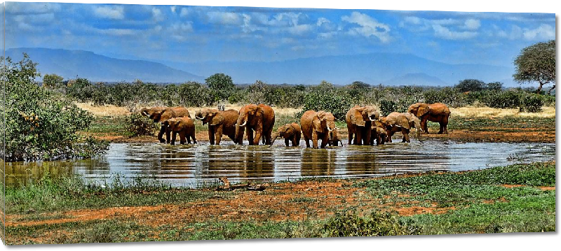 Impression sur Plexiglass photo troupeau éléphants au bord d'un lac