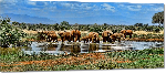 Impression sur Plexiglass photo troupeau éléphants au bord d'un lac