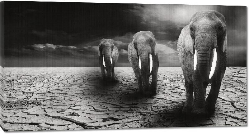 Toiles imprimées photo noir et blanc troupeau éléphants dans le dersert