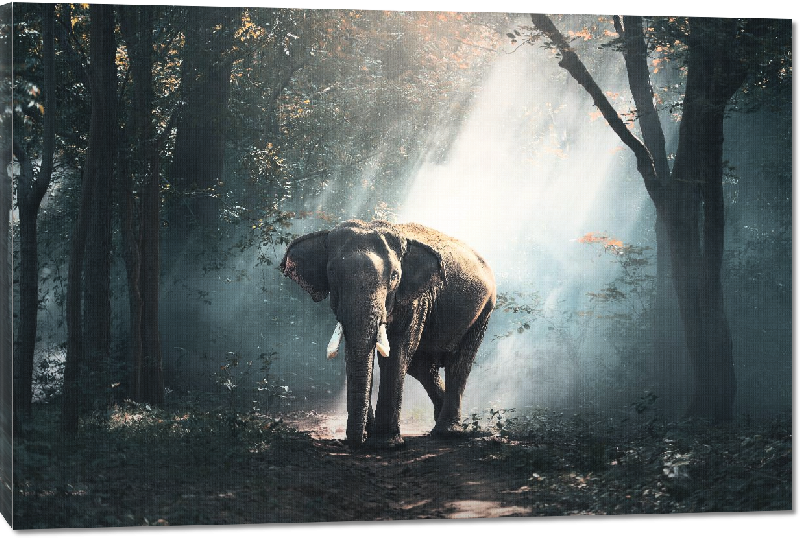 Toiles imprimées photo éléphants dans la forêt