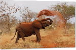 Impression sur Plexiglass photo éléphant sans la savane