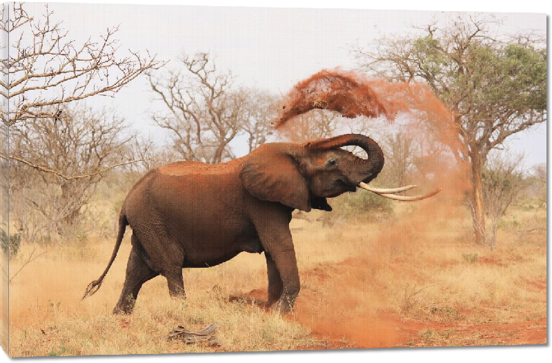 Toiles imprimées photo éléphant sans la savane