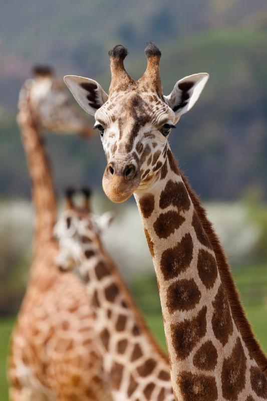 photo troupeau girafe