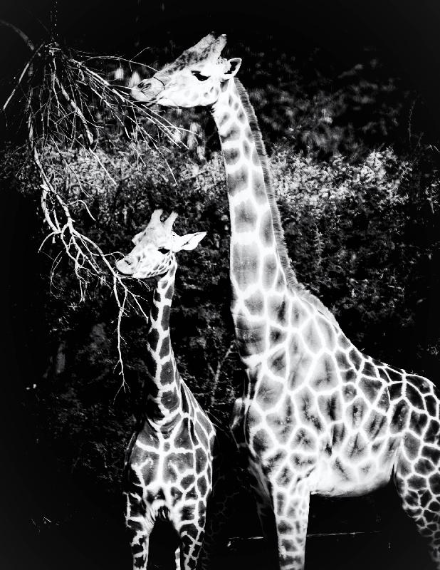 photo noir et blanc girafe et son petit
