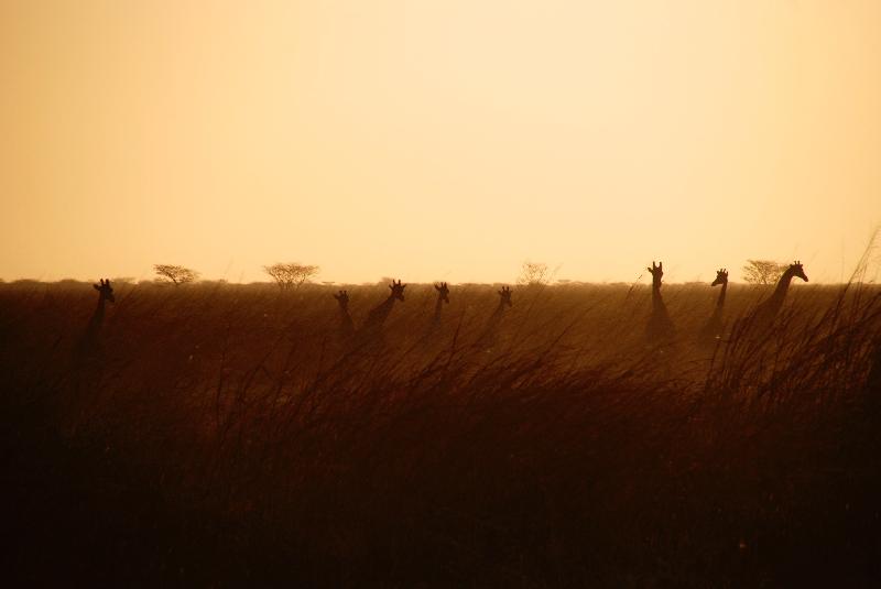 photo troupeau girafe dans la savane avec coucher de soleil
