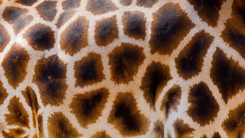photo peau de girafe 