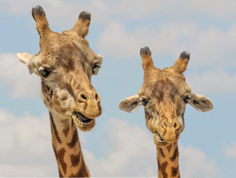 photo girafes