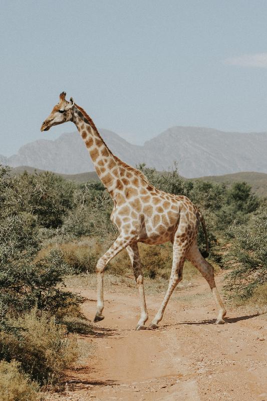 photo girafe dans la savane
