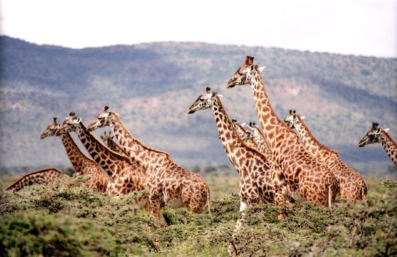 photo troupeau girafes