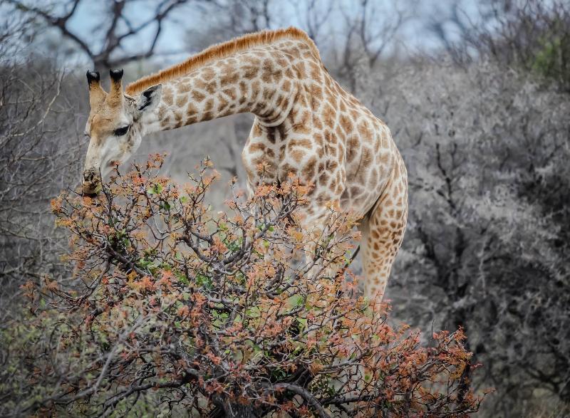 photo girafe en train de manger
