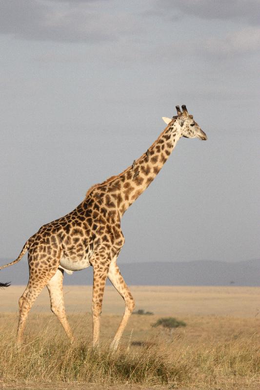 photo girafe dans la savane